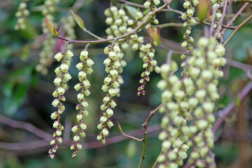 Yellow Stachyurus praecox, also known as Early Stachyurus, in flower.