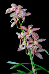 Cymbidium Enzan Knuckle 'Paulista', an orchid cultivar flower in pink and white