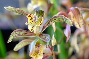 Cymbidium erythraeum 'Rikyu' an orchid species cultivar flower 