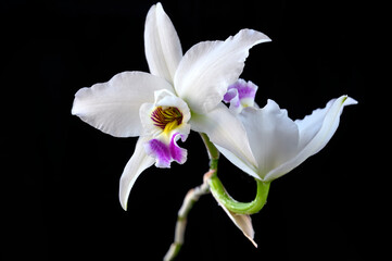 Laelia anceps semi-alba, a white form of the orchid species flower with a purple lip