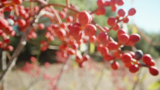 Clusters of small red berries growing in the semi-desert, the camera slides through the bush. macro.