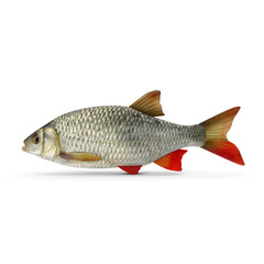 Rudd Fish