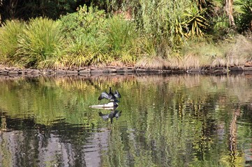 Little Pied Cormorant (Microcarbo melanoleucos) drying wings, Victoria, Australia