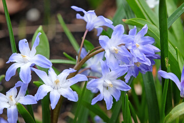 Blue Scilla, also known as Siberian squill, in flower.
