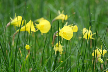 Yellow Narcissus bulbocodium, the petticoat daffodil or hoop-petticoat daffodil, in flower.