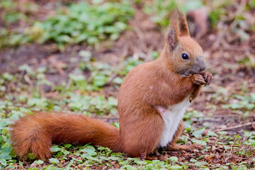 portrait with a squirrel on the ground on a spring day eating.