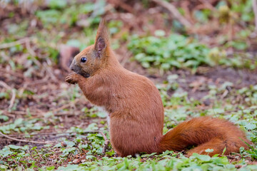 portrait with a squirrel on the ground on a spring day eating.