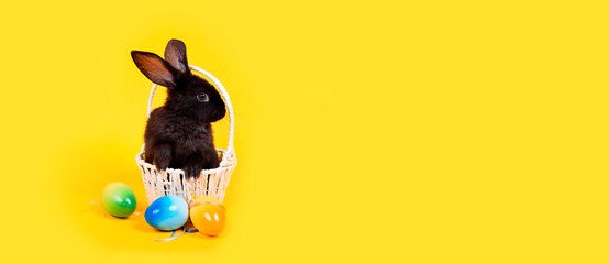Easter bunny. Happy holiday greeting card. One little black rabbit looking at camera sits in the...