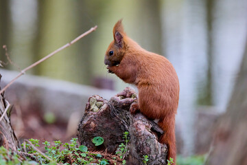 portrait with a squirrel on the ground on a spring day eating.