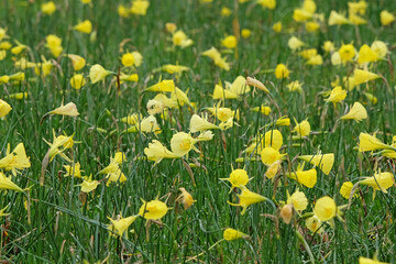 Yellow Narcissus bulbocodium, the petticoat daffodil or hoop-petticoat daffodil, in flower.
