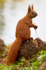 portrait with a squirrel on the ground on a spring day eating.