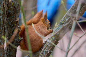 portrait with a squirrel on a tree on a spring day eating.