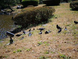 水辺に鳩が集まっている