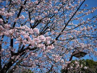 満開の桜