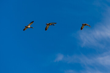  duck bird in flight on blue background