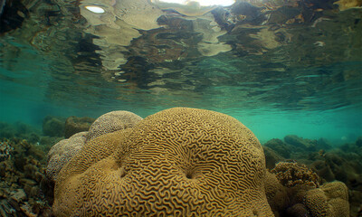 A brain coral on a reef in the Caribbean Sea © gustavo