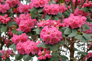 Tall pink hybrid Rhododendron ÔRosalindÕ in flower