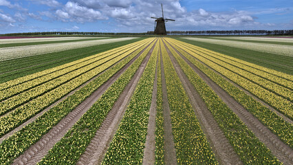 yellow tulip fields in spring in the netherlands dronehoto