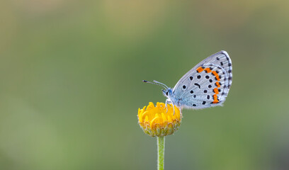 blue butterfly on yellow flower, Amanda blue, Polyommatus amandus	