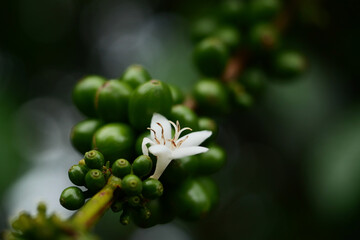 Coffee flowers in nature background.