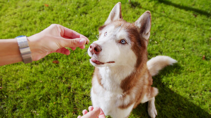 Hand of caucasian male person stroking playful cute husky with blue eyes on green lawn. Close up of happy dog receiving tasty treats and care from his lovely owner.