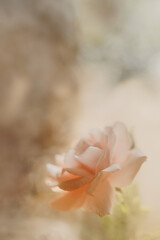 pink rose in a fog or haze with a place for text