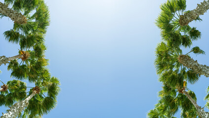 Blue sky and palm trees view from below, tropical leaf and summer background banner - 769688086