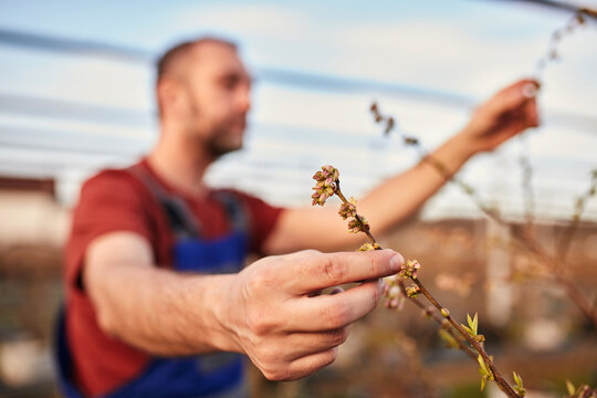 Farmer inspecting spring buds in blueberries organic farm.