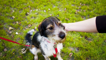 Close up of man's hand stroking cute thoroughbred dog behind ear. Caucasian pet owner caressing gently his calm friend during stroll on green lawn.