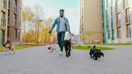 Smiling african american man teaching group of various dogs walking along urban street. Professional dog handler with different breed pets at work.