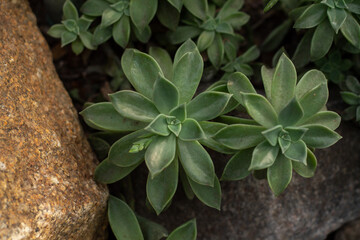 Stone Nested Greenery Leaves and Stones Cactus