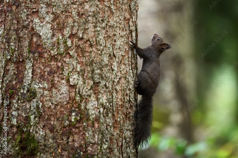 Canvas Prints The European squirrel effortlessly ascends the towering trunk, showcasing its agility and grace in the woodland realm.