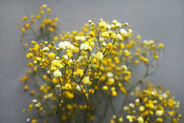 Fototapeta premium Small yellow flowers on a branch on a gray background