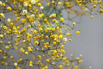 Small yellow flowers on a branch on a gray background