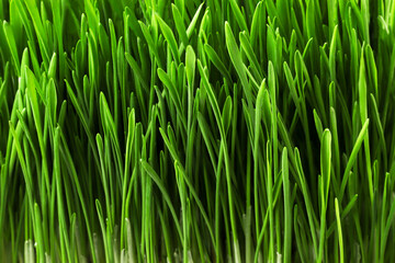 Sprouted wheat, green sprouts closeup background. - 769693284