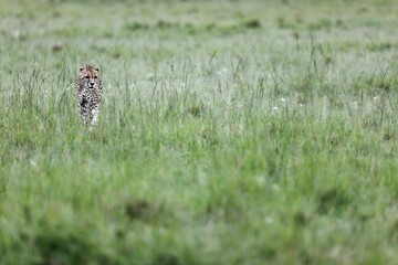 Cheetah walking through tall green grass in Masai Mara National Reserve, Kenya