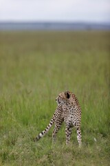 Cheetah walking through tall green grass in Masai Mara National Reserve, Kenya