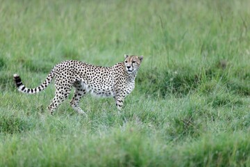 Cheetah walking through tall green grass in Masai Mara National Reserve, Kenya