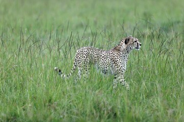 Cheetah walking through tall green grass in Masai Mara National Reserve, Kenya