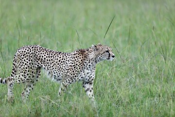 Cheetah walking through tall green grass in Masai Mara National Reserve, Kenya