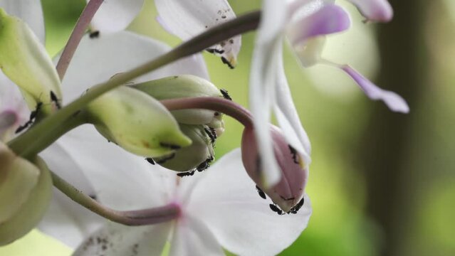 Closeup footage of ants on a plant with white flowers