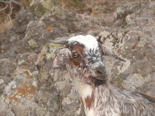 Well camouflaged goat