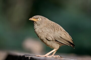Closeup of a jungle babbler perched atop a grey rock, looking off into the distance - obrazy, fototapety, plakaty