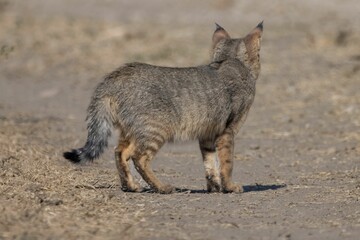 Gray cat stands in an alert posture, captured from behind