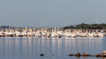 Group of American white pelicans on the surface of a shallow body of water