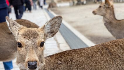 Nara Park and Todaiji temple