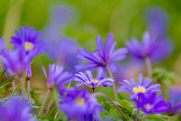 Solf selective focus of violet blue flowers Anemonoides blanda in garden, Oosterse anemoon or Grecian windflower is a species of flowering plant in the family Ranunculaceae, Natural foral background.