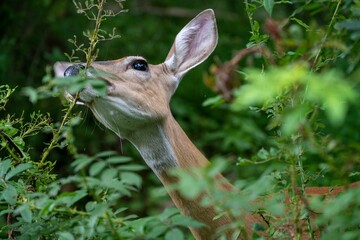 White-tailed deer feeding off of a plant branch in forest, surrounded by vegetation
