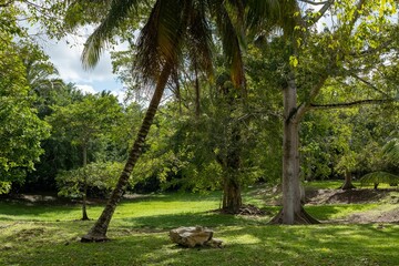 Lush canopy of trees in a park setting of Altun Ha Historical landmark in Rockstone Pond, Belize