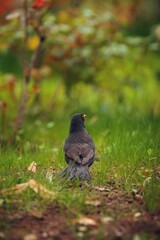 Selective focus shot of a blackbird perched on a green grassy field